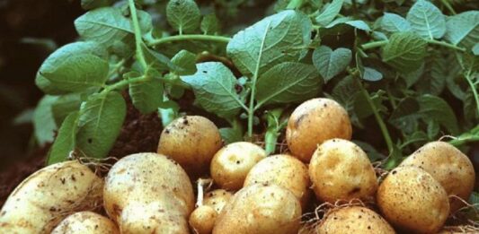 Удобрения, которые могут погубить картофель: какие подкормки препятствуют росту клубней - today.ua