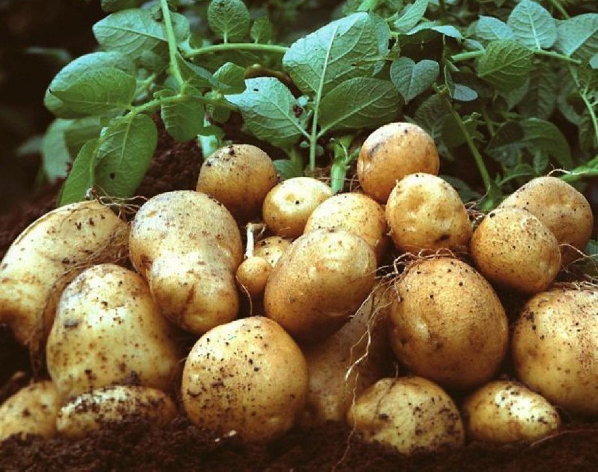 Удобрения, которые могут погубить картофель: какие подкормки препятствуют росту клубней