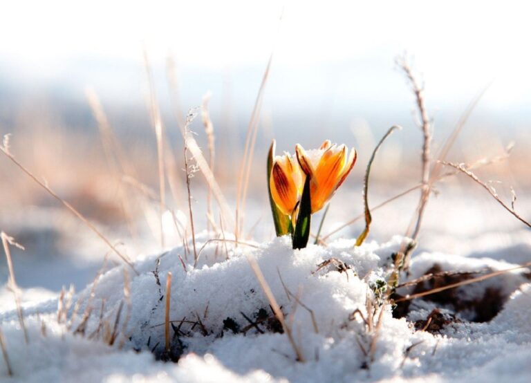 В Украине ударят морозы и пойдет снег: прогноз погоды от Наталки Диденко - today.ua