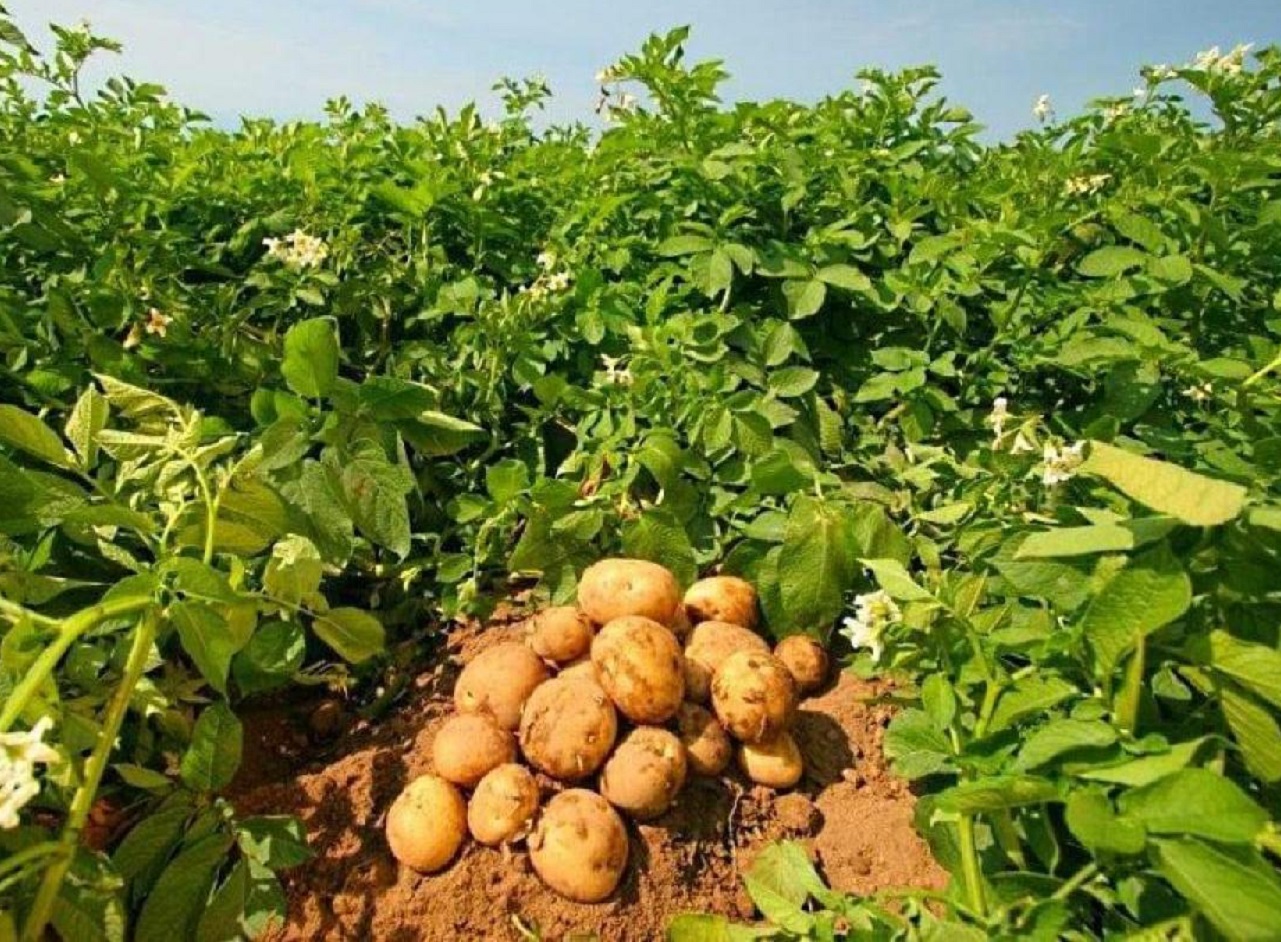 Добрива, що можуть занапастити картоплю: які підживлення перешкоджають росту бульб