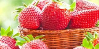 Выращивание клубники: пять секретов получения обильного урожая крупных и сладких ягод - today.ua