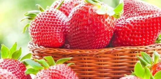 Вирощування полуниці: п'ять секретів отримання рясного урожаю крупних та солодких ягід - today.ua
