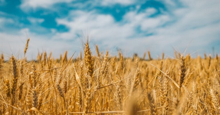 Возможные потери урожая 2022 года в Украине: появились новые данные - today.ua