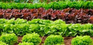 Когда и как сажать листовой салат, чтобы урожай был сочным и плодотворным - today.ua