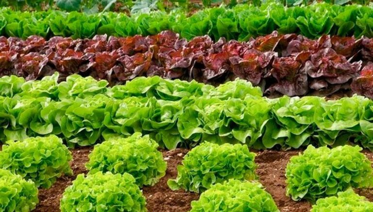 Коли і як садити листовий салат, щоб урожай був соковитим та плідним - today.ua