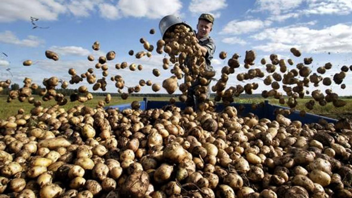 Українцям безкоштовно роздадуть по 30 кг картоплі: як отримати доставку Новою поштою