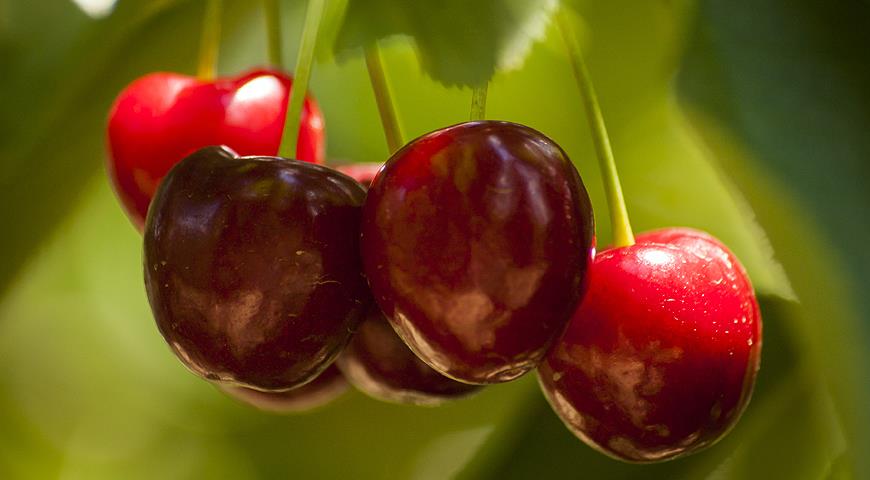 Мережа супермаркетів “Сільпо“ знайшла заміну мелітопольській черешні: які ягоди з'являться на прилавках