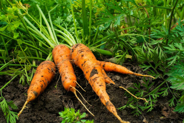 Чтобы не была горькой: что нельзя сажать рядом с морковью - today.ua