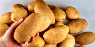Картофель становится “золотым“: в Украине установились рекордные цены на овощ  - today.ua