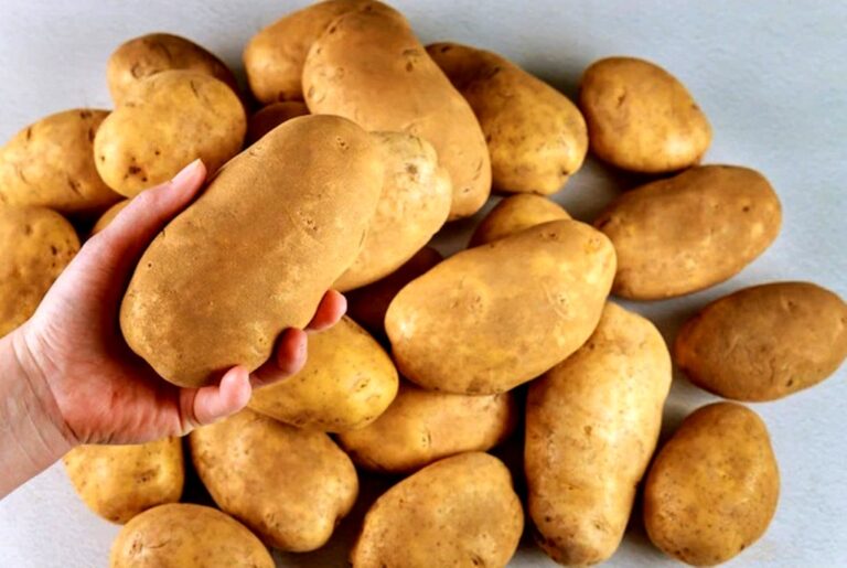 В Украине стремительно падают цены на картофель: что будет с ними в ближайшие дни - today.ua