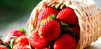 Як отримати чудовий врожай полуниці: допоможе “забутий“ компонент - today.ua