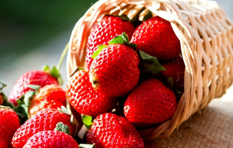 Як отримати чудовий врожай полуниці: допоможе “забутий“ компонент - today.ua