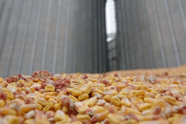В Україні готуються до спалювання зерна, що не пішло на експорт: його немає де зберігати 
