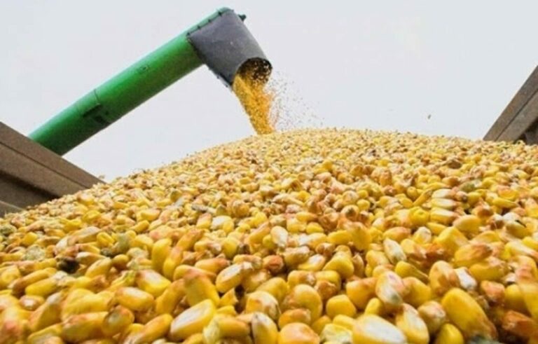 В Украине готовятся к сжиганию зерна, которое не пошло на экспорт: его негде хранить - today.ua