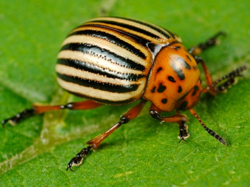 Колорадский жук его боится: какое секретное вещество спасет урожай картофеля - today.ua