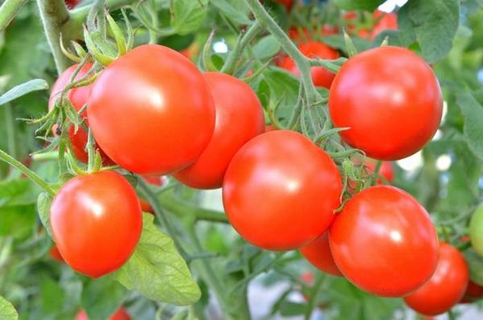 Рецепт удобрения для сладкого и плодовитого урожая помидоров - копеечное средство, которое есть на каждой кухне