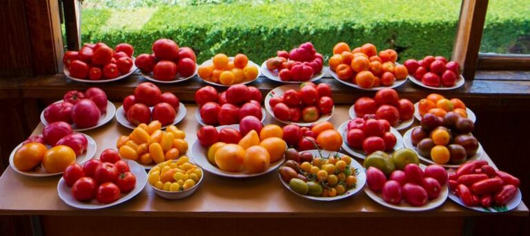Рецепт добрива для плодючого врожаю помідорів - копійчаний засіб, який є на кожній кухні - today.ua