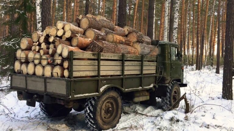 В Украине ввели жесткие правила торговли дровами: что попало под запрет - today.ua