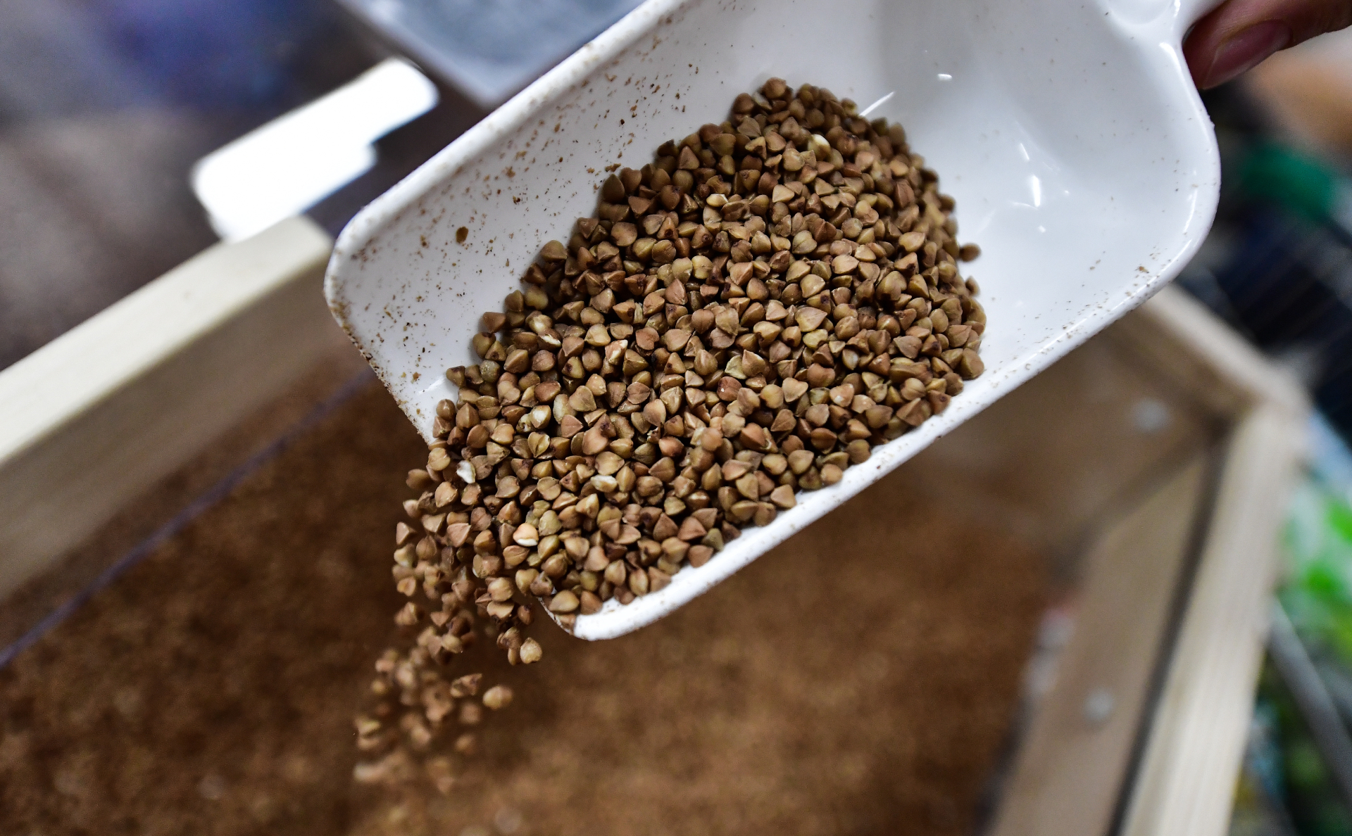 Украинские супермаркеты обновили цены на гречку: где крупа стоит дешевле