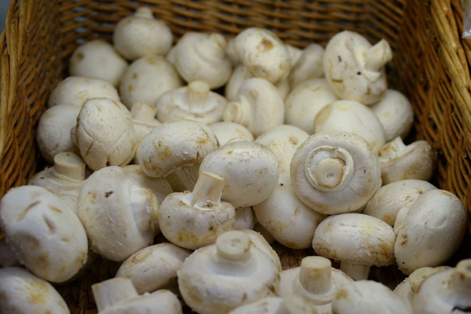 Гриби в Україні за тиждень рекордно впали у ціні: яка вартість на ринках