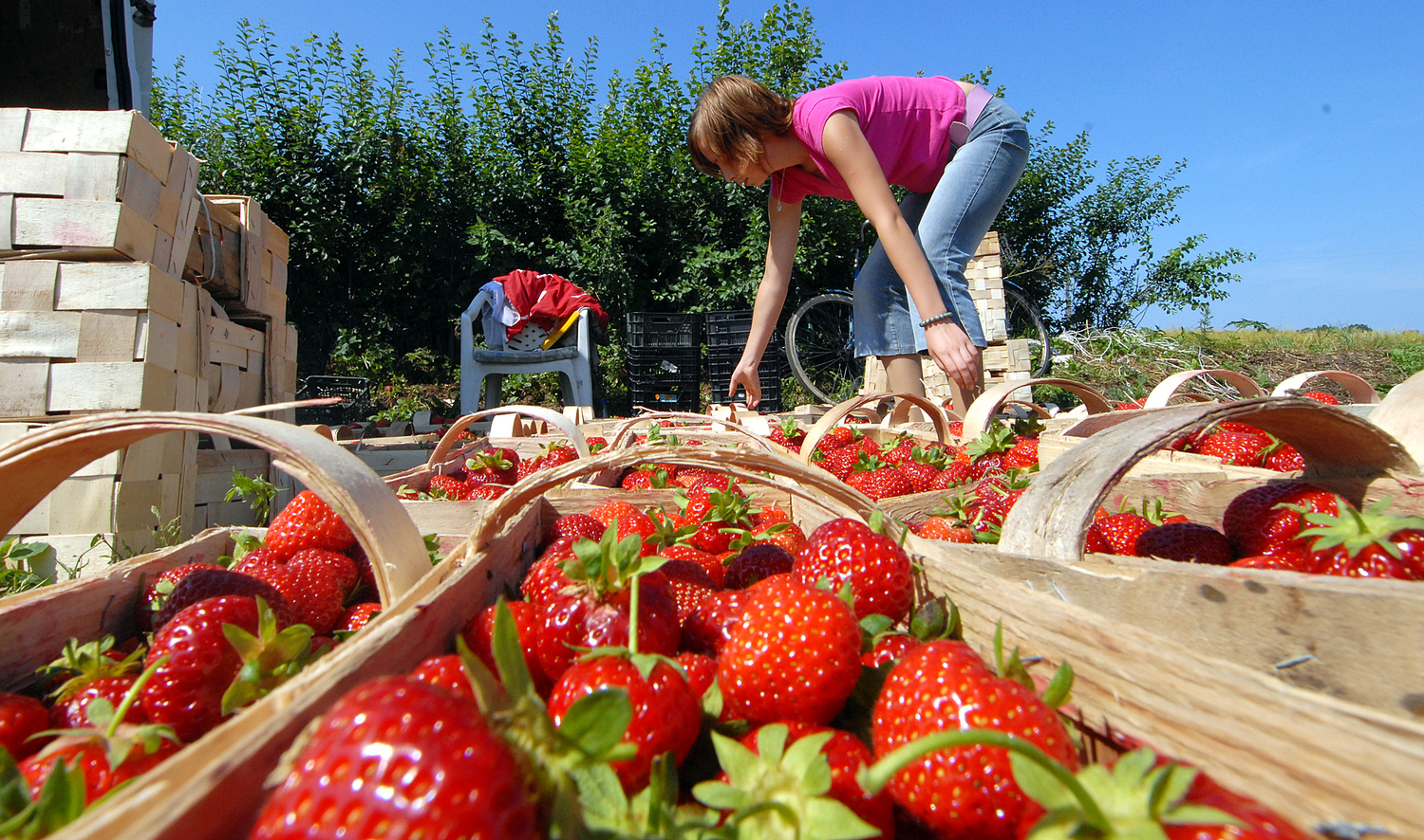 У Польщі підвищили зарплати сезонним працівникам: чому українських біженців неохоче беруть на роботу