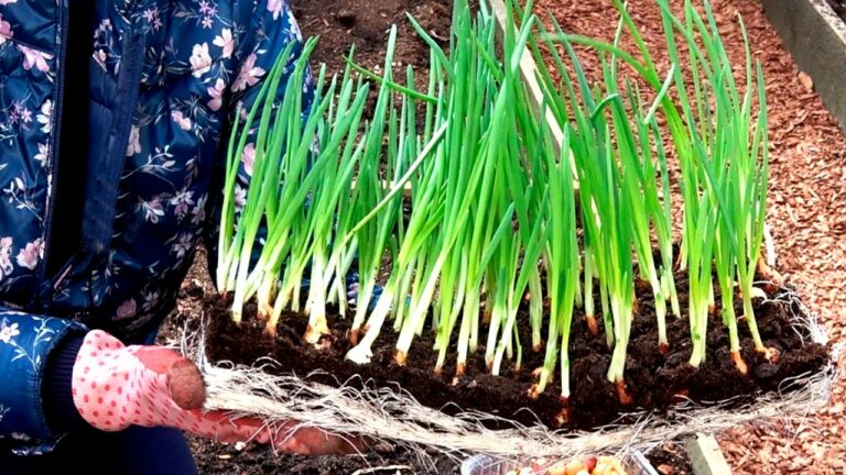 Секреты выращивания репчатого лука на огороде: как получить хороший урожай - today.ua
