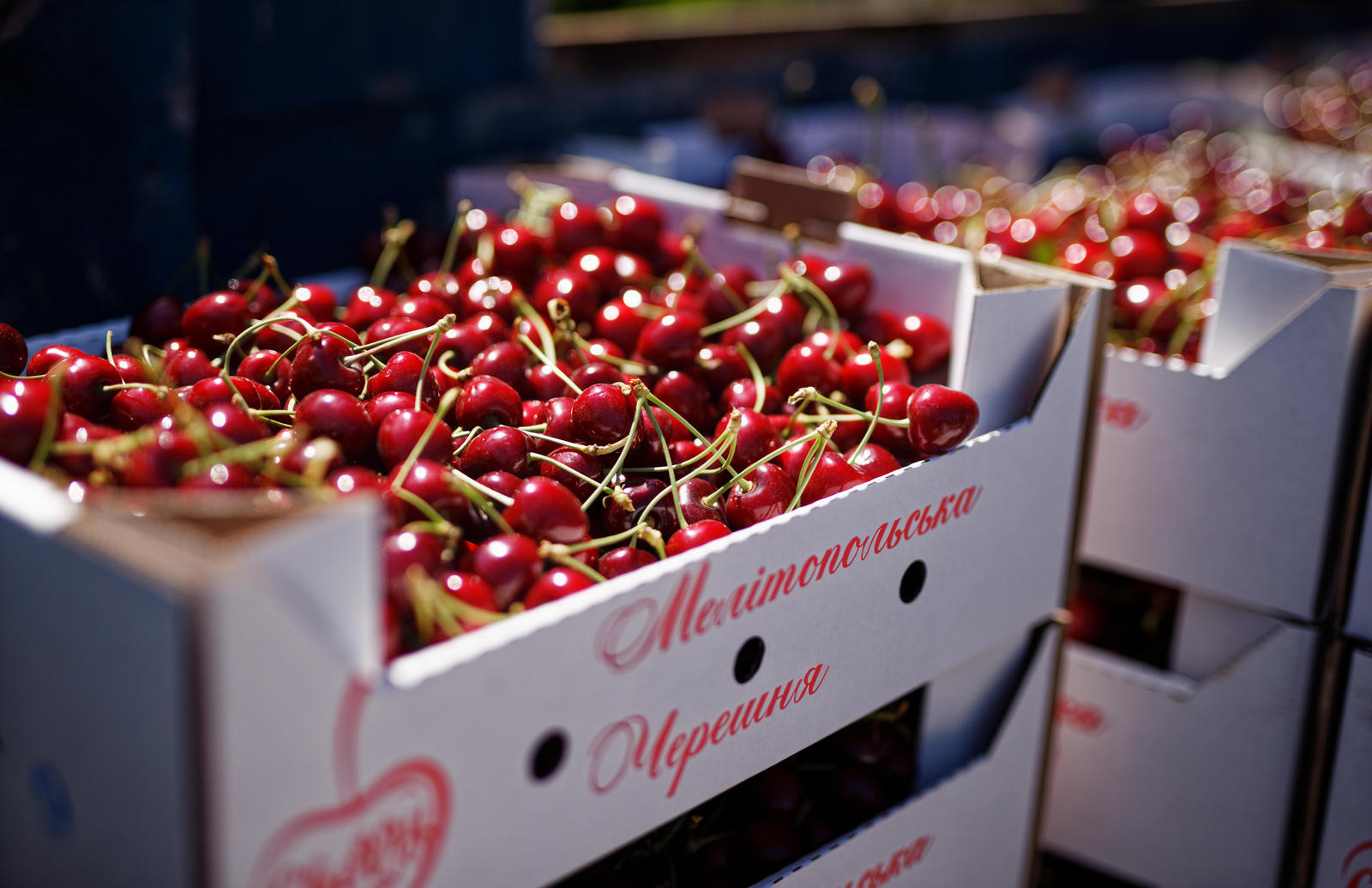 Килограмм за 10 грн: стало известно, за сколько российские оккупанты скупают мелитопольскую черешню - today.ua