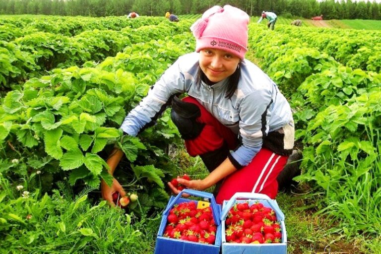 “Робота схожа на пекло“: українські біженки зізналися, скільки заробляють на полуниці у Польщі  - today.ua