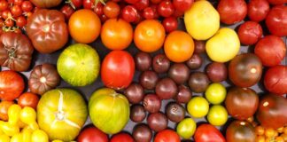 Секретное средство от фитофторы на помидорах: как бороться с заболеванием - today.ua