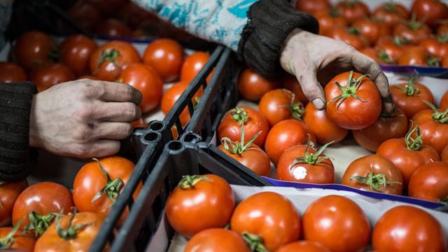 В Україні обвалилися ціни на помідори через імпорт на фоні війни