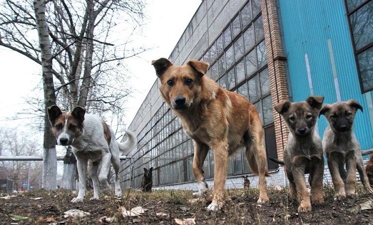 В Украине готовят запрет на разведение собак и кошек 