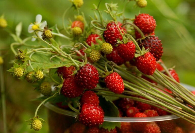 В Украине за неделю рекордно подскочили цены на землянику: сколько стоит ягода на рынках - today.ua