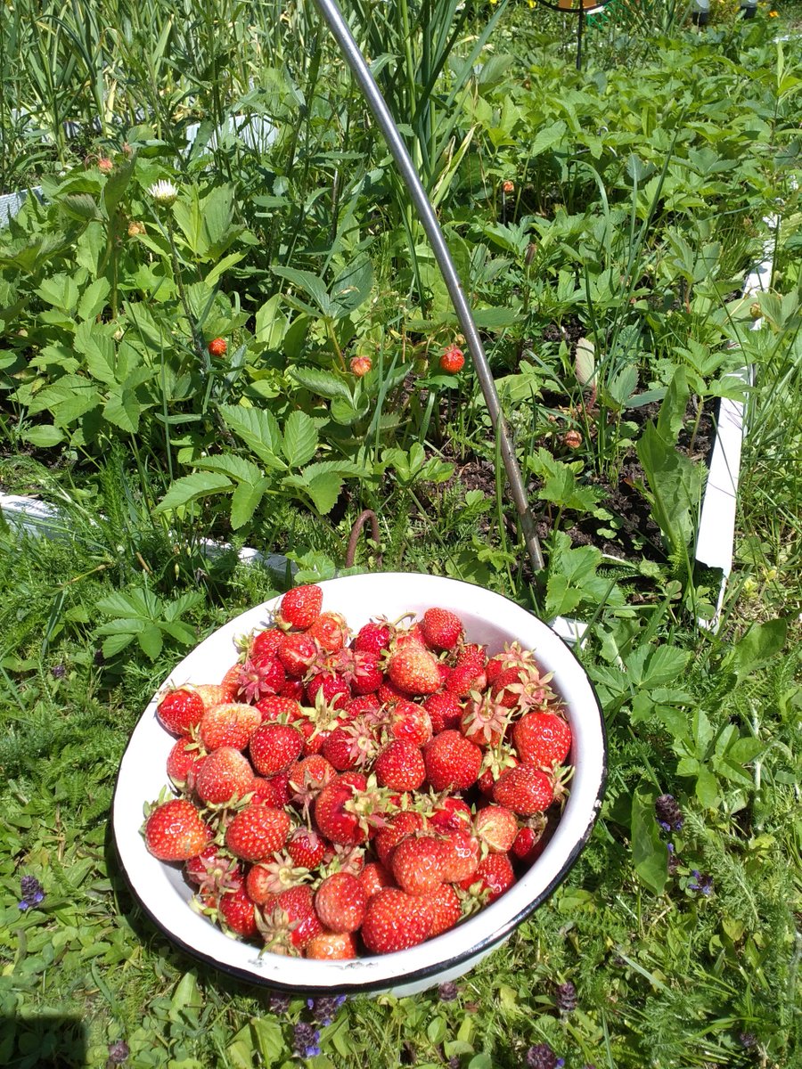 Что сделать с кустами клубники после сбора ягод, чтобы увеличить урожайность на следующий год
