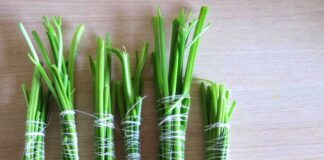 Не викидайте “ніжки“ від зелені: 5 оригінальних способів використовувати стебла у кулінарії - today.ua