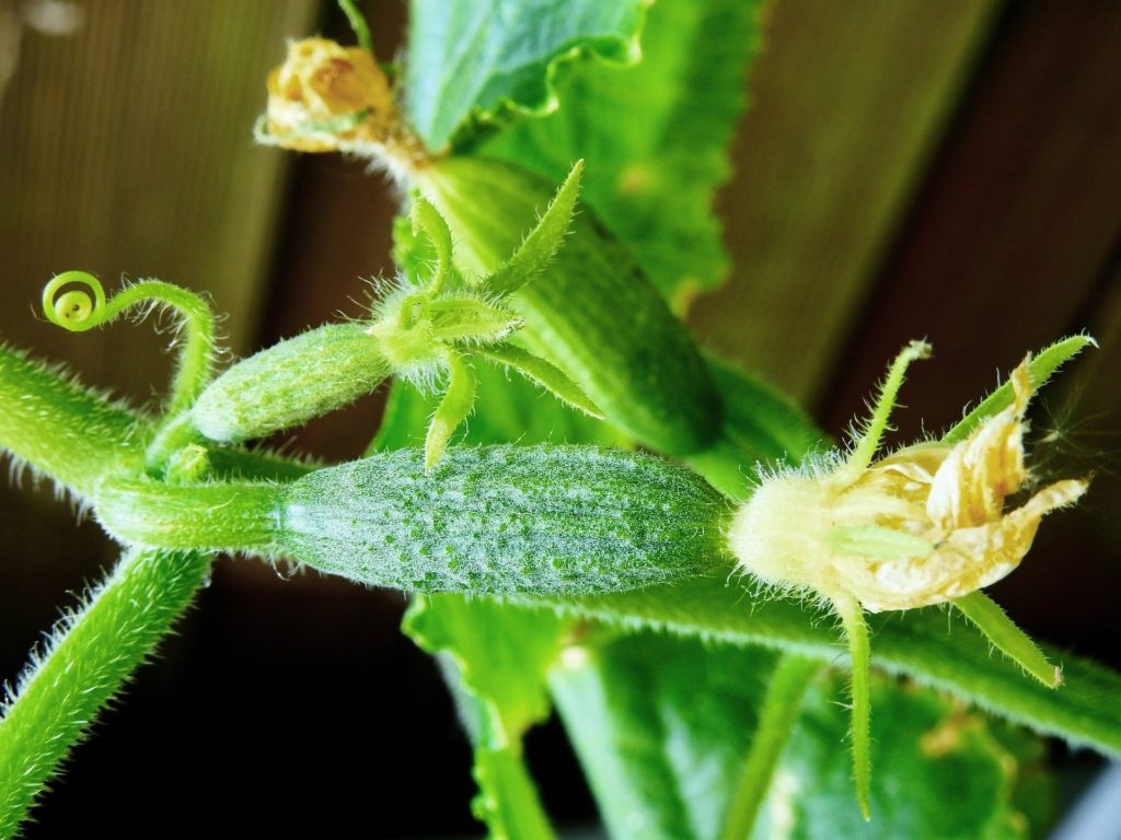 Ефективне підживлення для огірків: що додати у воду при поливі, щоб зав'язь не жовтіла - today.ua