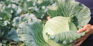 Як врятувати капусту від шкідників: три копійчані народні засоби, перевірені городниками - today.ua
