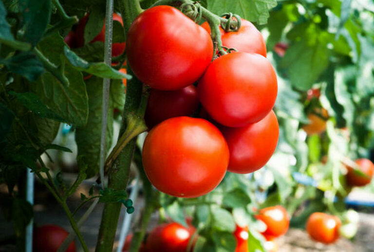 Назван доступный продукт, который поможет помидорам быстрее покраснеть на грядке и стать слаще - today.ua