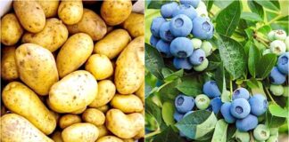 Молодая картошка и голубика резко подешевели: какие цены предлагают на сезонные продукты - today.ua