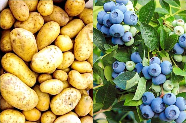 Молода картопля і лохина різко подешевшали: які ціни пропонують на сезонні продукти - today.ua
