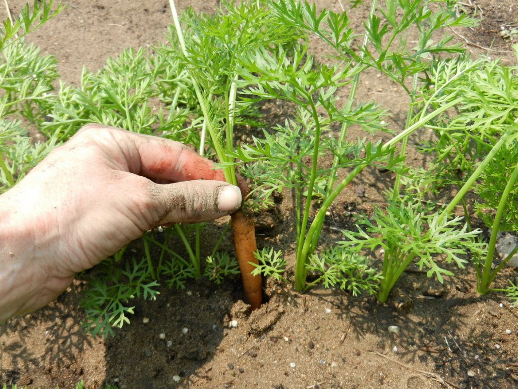 Хрустящая сахарная морковь: чем подкормить овощные грядки в конце июля
