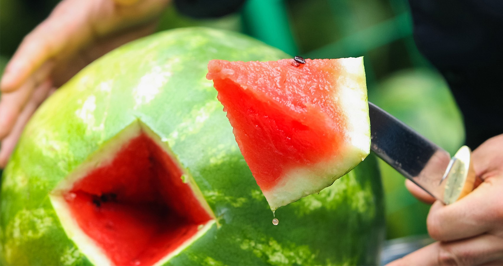 Цены на арбузы в этом году будут рекордными: фермеры рассказали, чем заменят продукцию из Херсона - today.ua