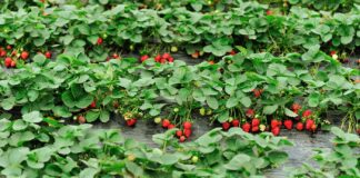 Что сделать с кустами клубники после сбора ягод, чтобы увеличить урожайность на следующий год - today.ua