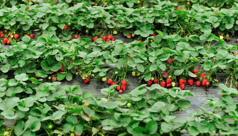 Что сделать с кустами клубники после сбора ягод, чтобы увеличить урожайность на следующий год - today.ua
