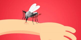 Комарі: два ефективні способи знешкодити комах - today.ua