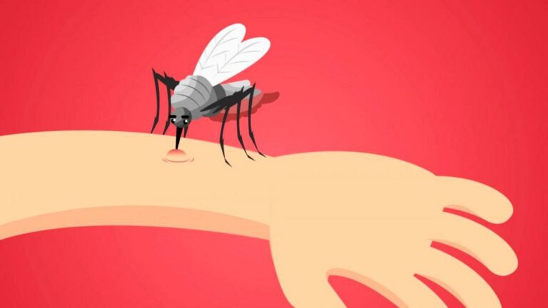 Комарі: два ефективні способи знешкодити комах - today.ua