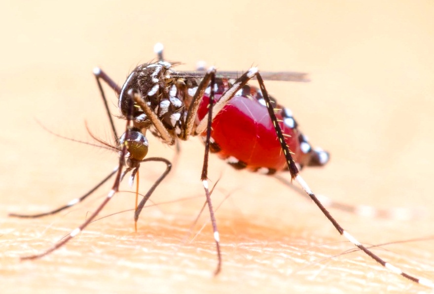 Комары: два эффективных способа обезвредить насекомых