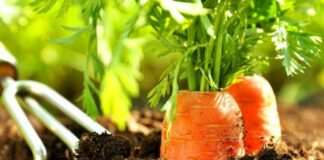 Хрустящая сахарная морковь: чем подкормить овощные грядки в конце июля - today.ua