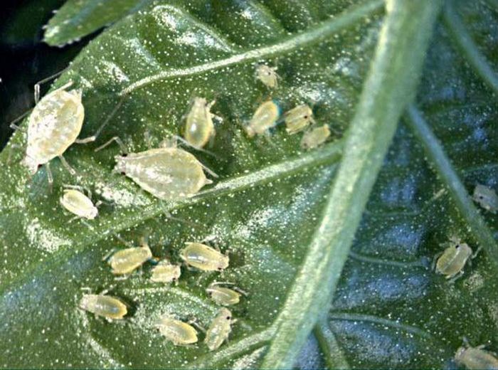 Як врятувати капусту від шкідників: три копійчані народні засоби, перевірені городниками