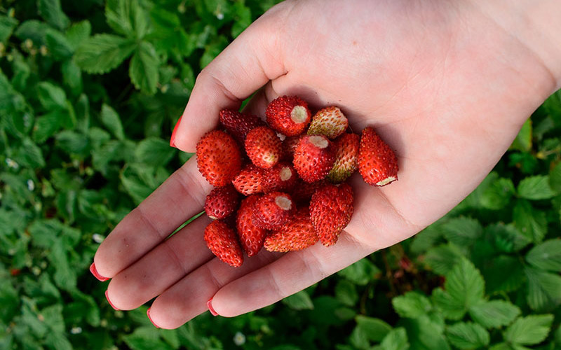 В Украине за неделю рекордно подскочили цены на землянику: сколько стоит ягода на рынках