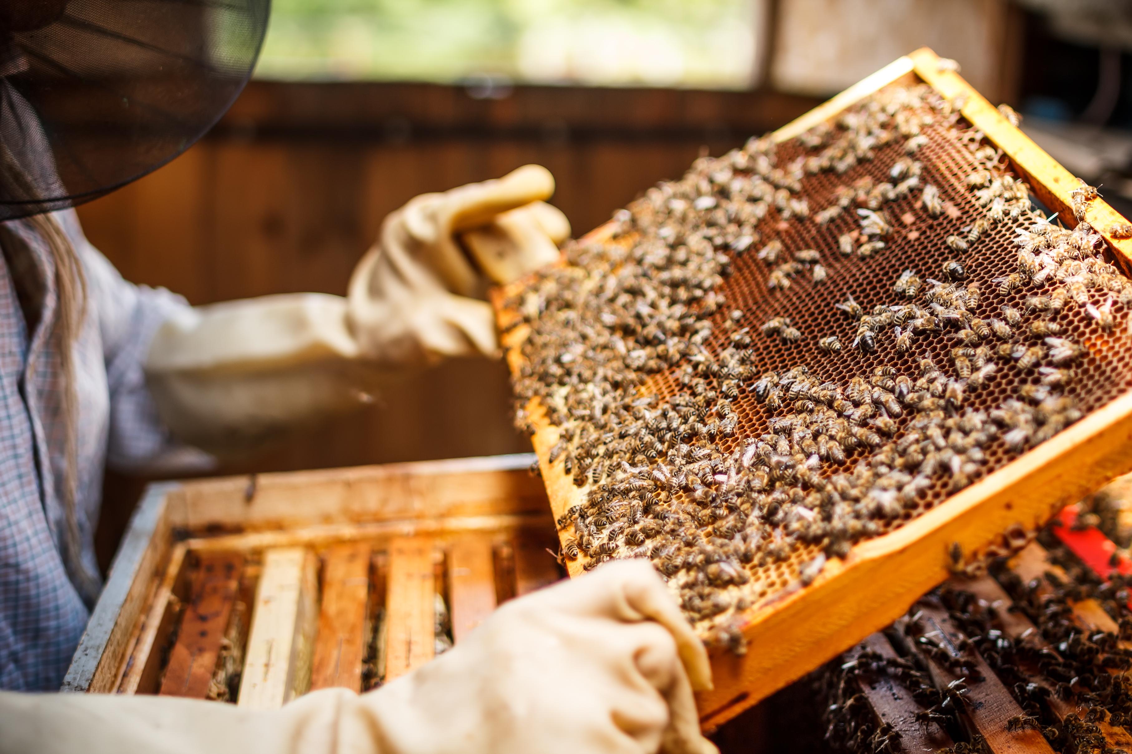В Україні подорожчав мед: пасічники назвали основні причини цьогорічного зростання цін